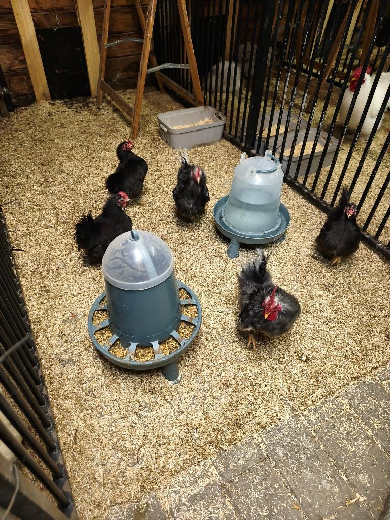 Zijdeveer serama broedeieren, Kip