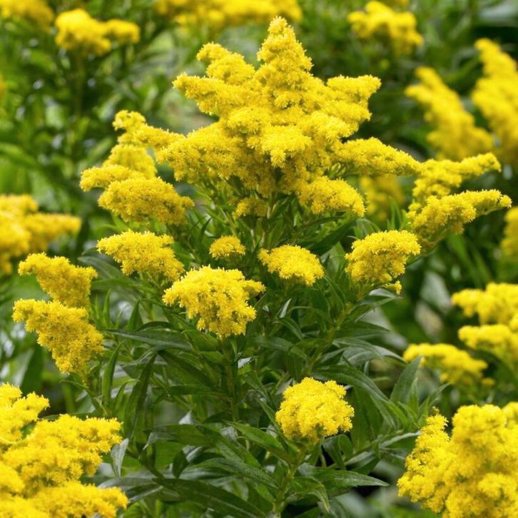 Solidago goldkind, Tuin en Terras, Bloembollen en Zaden, Voorjaar, Volle zon, Ophalen