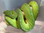male morelia viridis sorong, Animaux & Accessoires, Serpent, 3 à 6 ans