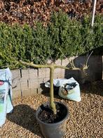 Appelboom laagstam Jonagold, Tuin en Terras, Planten | Bomen, Ophalen