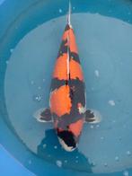 Japanse koi hoge kwaliteit, Dieren en Toebehoren, Karper of Koi