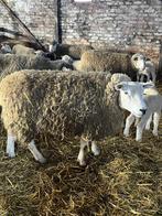 Brebis Ooien texel, Femelle, Mouton, 3 à 5 ans