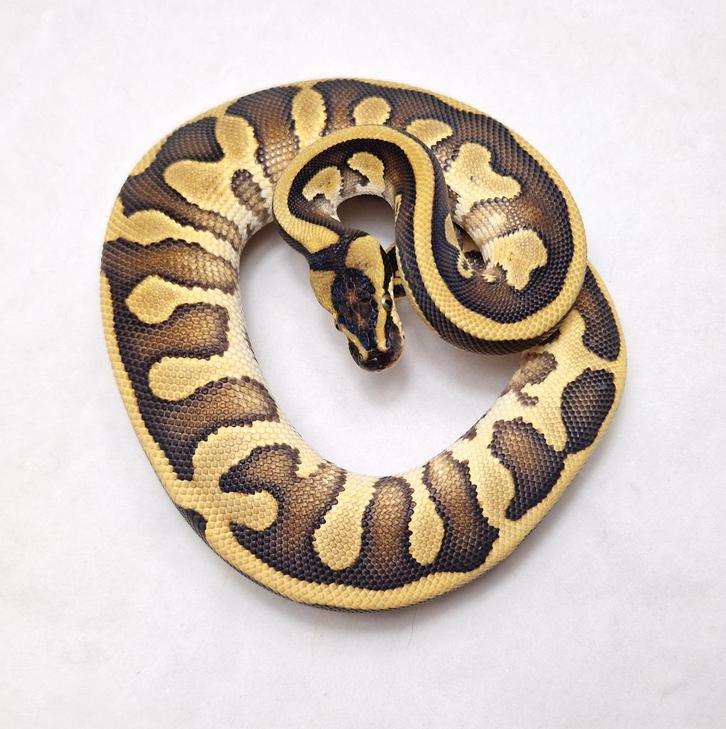 Enchi Leopard Black head Special dbl het Clown Pied man, Dieren en Toebehoren, Reptielen en Amfibieën, Slang, 0 tot 2 jaar, Tam