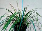 Prachtige Carex Siergrassen, Tuin en Terras, Ophalen, Vaste plant, Siergrassen, Halfschaduw
