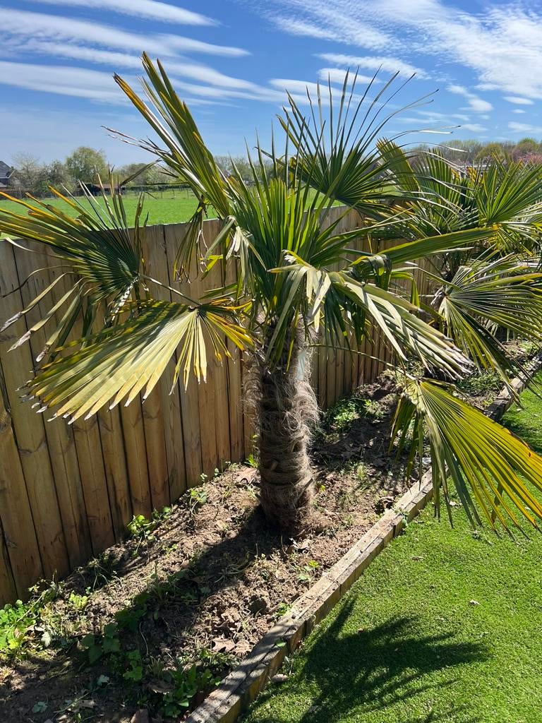 Palmbomen, Tuin en Terras, Ophalen