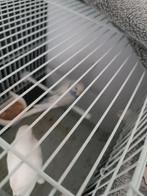 Perruches à vendre, Plusieurs animaux, Perroquet, Parleur