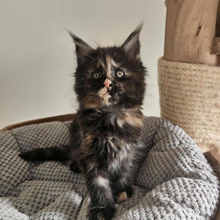 Maine coon xxl kittens met kampioen stamboom Russisch lijn, Animaux & Accessoires, Chats & Chatons | Chats de race | Poil long