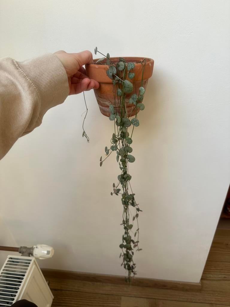 Kamerplant - string of hearts, Huis en Inrichting, Ophalen