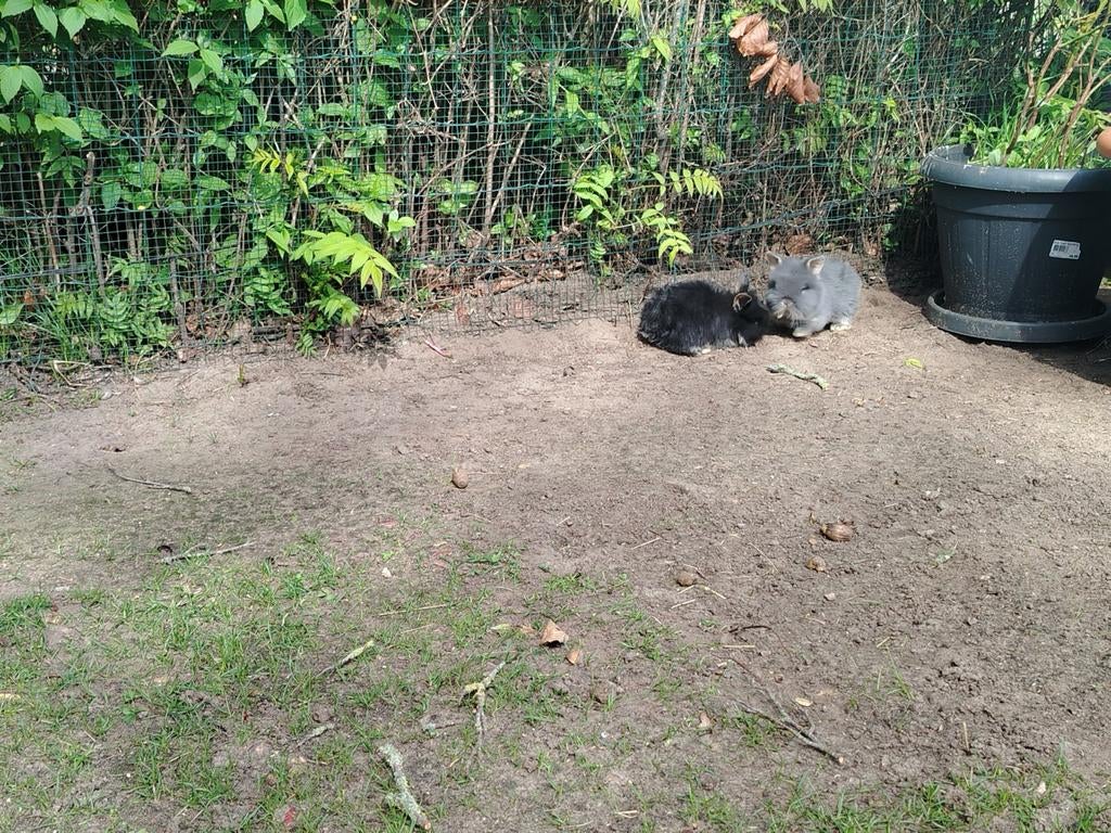 Jonge dwerg konijntjes, Dwerg