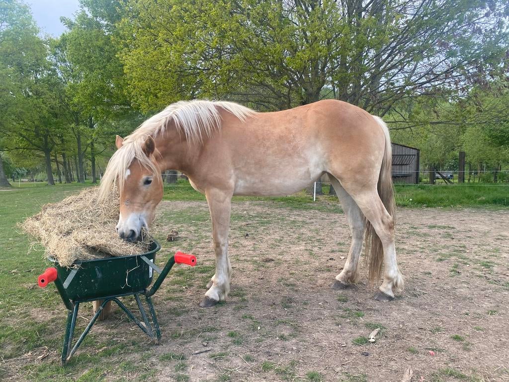 Haflinger merrie 2 jaar met stamboek, Dieren en Toebehoren, Merrie, Minder dan 160 cm, Recreatiepaard, Met stamboom