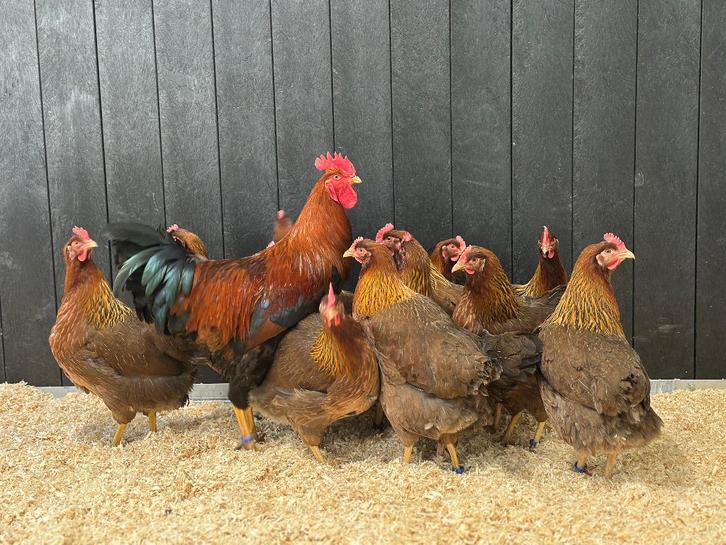 Jonge tamme Welsumer kippen groot gesekst en ingeënt, Dieren en Toebehoren, Pluimvee, Kip, Vrouwelijk