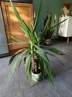 Kamerplant met pot, Jardin & Terrasse, Plantes | Jardin, Enlèvement