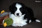 Zwart witte Border Collie pups, Colley, Plusieurs, Hépatite contagieuse (maladie de Rubarth), Belgique