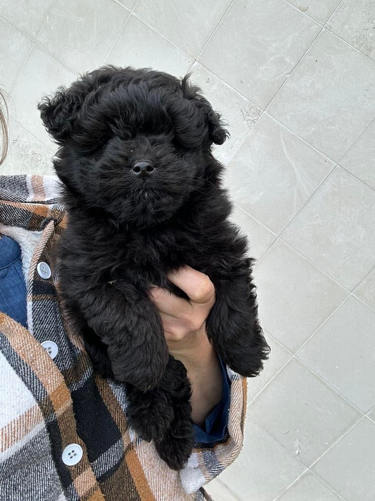 Doodle reutje, Poedel, Parvo, België, Reu