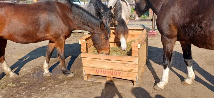 Hooikisten, Animaux & Accessoires, Chevaux, M