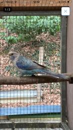 Rosella in blauw pastel split zwart en opaline, Mâle, Perruche, Bagué