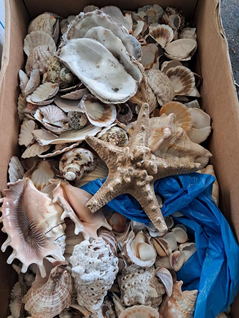 Schelpen, Huis en Inrichting, Woonaccessoires | Kransen, Ophalen