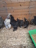 Brahma kriel, Dieren en Toebehoren, Pluimvee