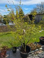 Groene Japanse Esdoorn, Tuin en Terras, Ophalen