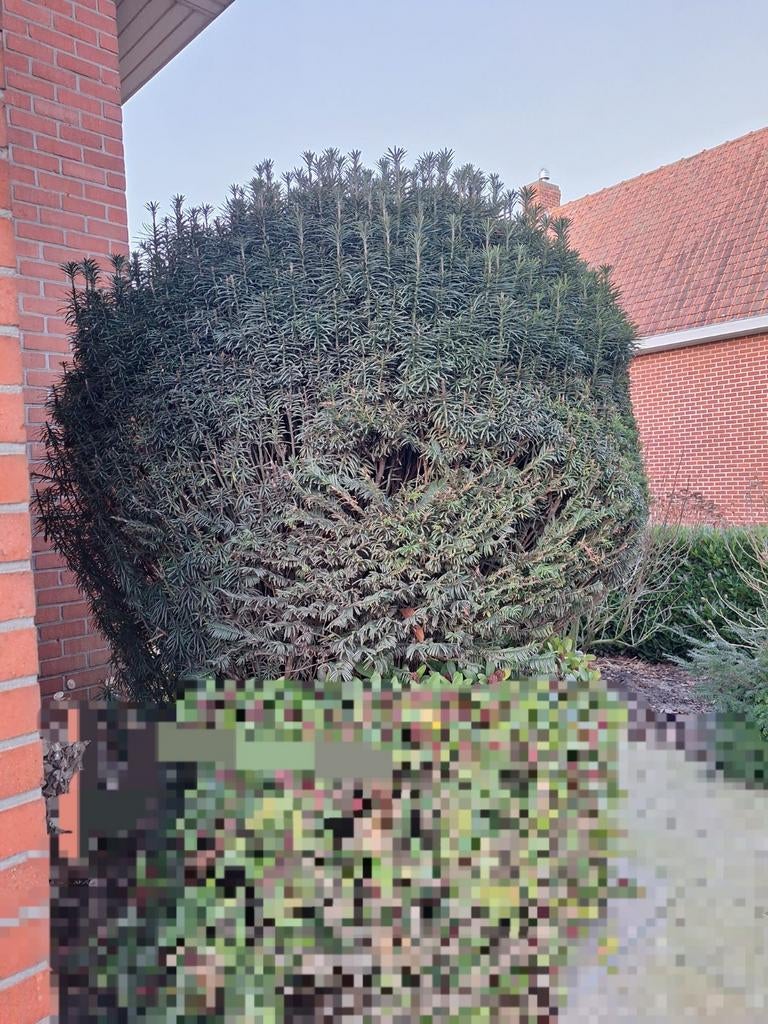 Taxusstruik, Ophalen