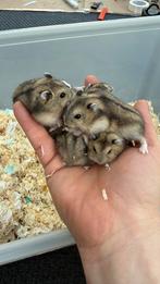 Russische dwerghamsters, Dieren en Toebehoren, Hamster, Februari, Meerdere dieren, Tam