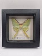 Actias luna onderframe, Ophalen of Verzenden