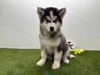 Siberische Husky pups - langharig, België, 8 tot 15 weken, Poolhond, Parvo