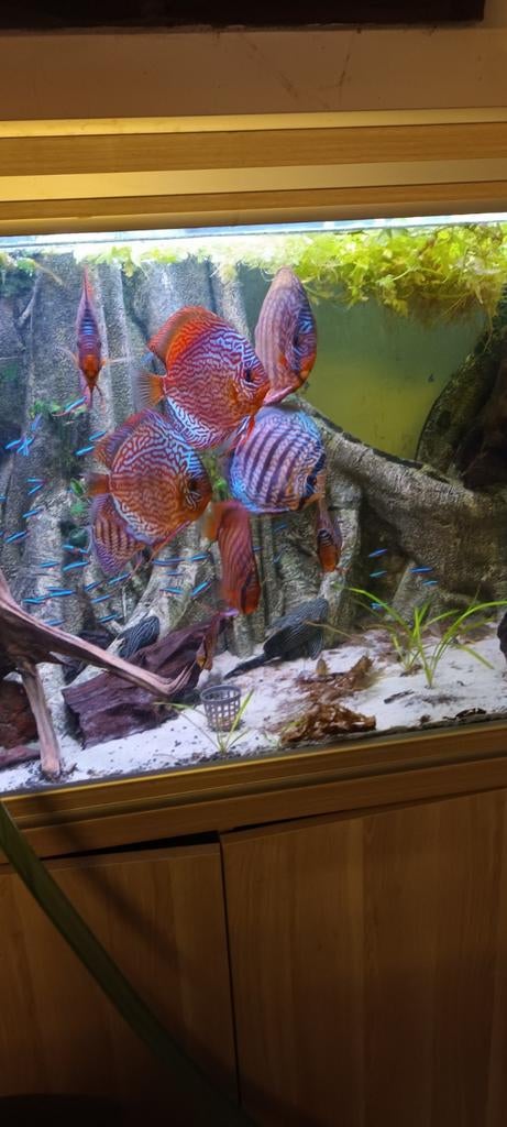 Piwowarski discussen, Animaux & Accessoires, Poissons | Poissons d'aquarium