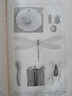 1870 Moeurs pittoresques des insectes + gravures V. Rendu, Enlèvement ou Envoi, Comme neuf, Autres espèces