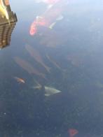 Gratis vijvervissen!, Poisson(s) rouge(s)