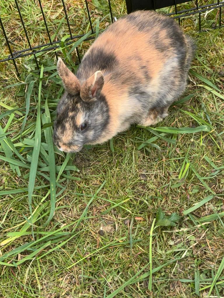 3 tame dwergkonijnen, Geslacht onbekend, Middelgroot, 0 tot 2 jaar