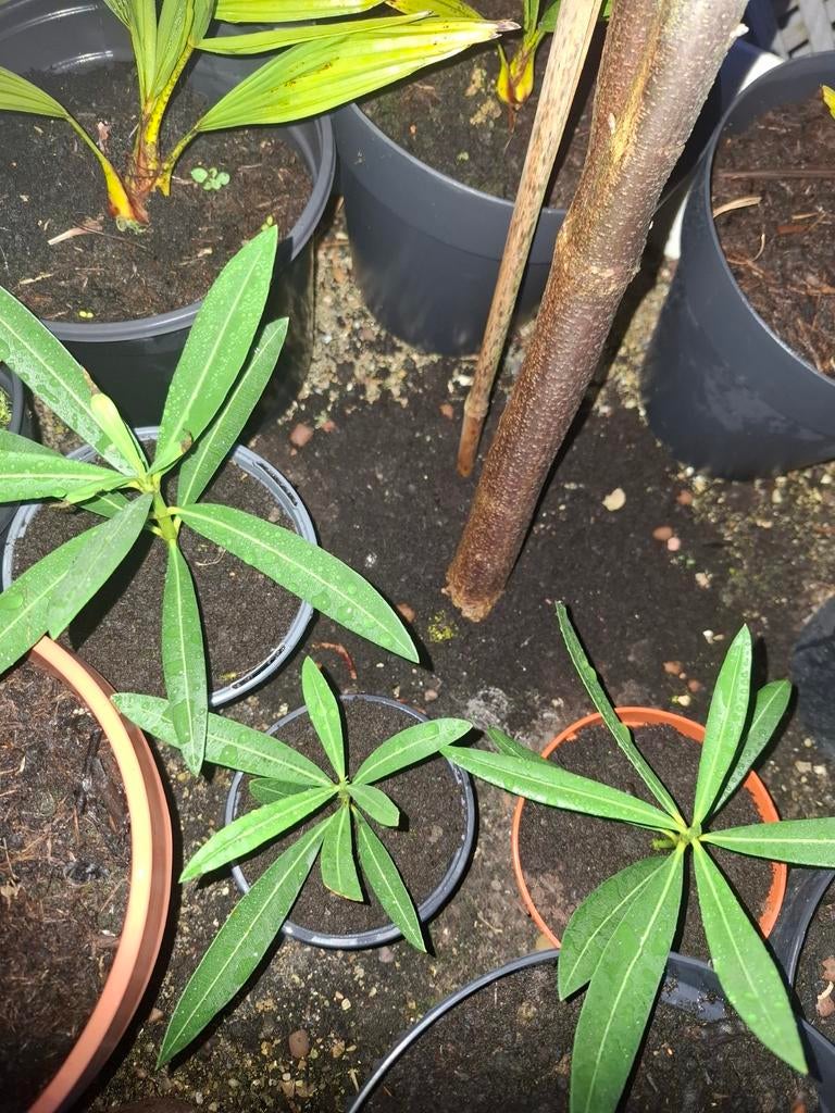 Gele oleander 3 stekjes te koop 5€/st., Ophalen, Zomer, Vaste plant, Volle zon