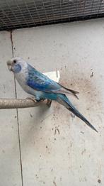 Blauw pastel rosella split zwart en opaline van 2025, Mannelijk, Parkiet, Geringd
