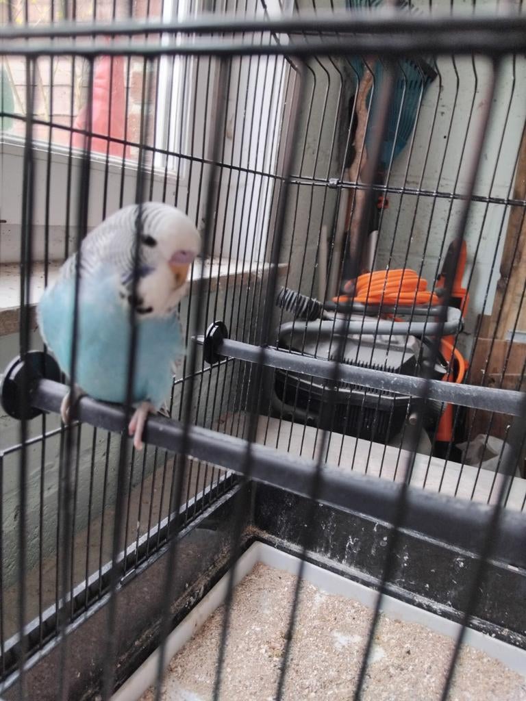 Engels grasparkiet, Dieren en Toebehoren, Mannelijk, Parkiet