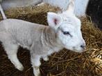 PAPFLESLAM van 5 dagen BOKJE, Dieren en Toebehoren, Mannelijk, Schaap, 0 tot 2 jaar