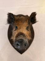 Taxidermie everzwijnkop / opgezette everzwijnkop, Ophalen of Verzenden, Gebruikt