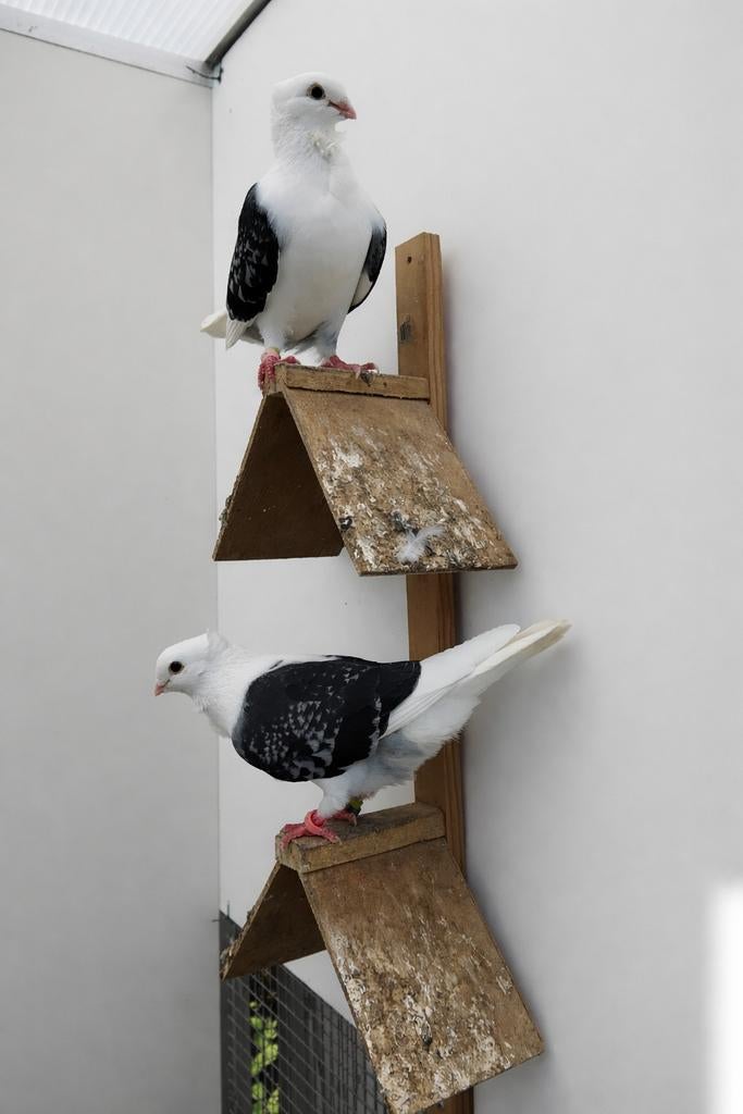 Vlaanderse smierel koppel 2025