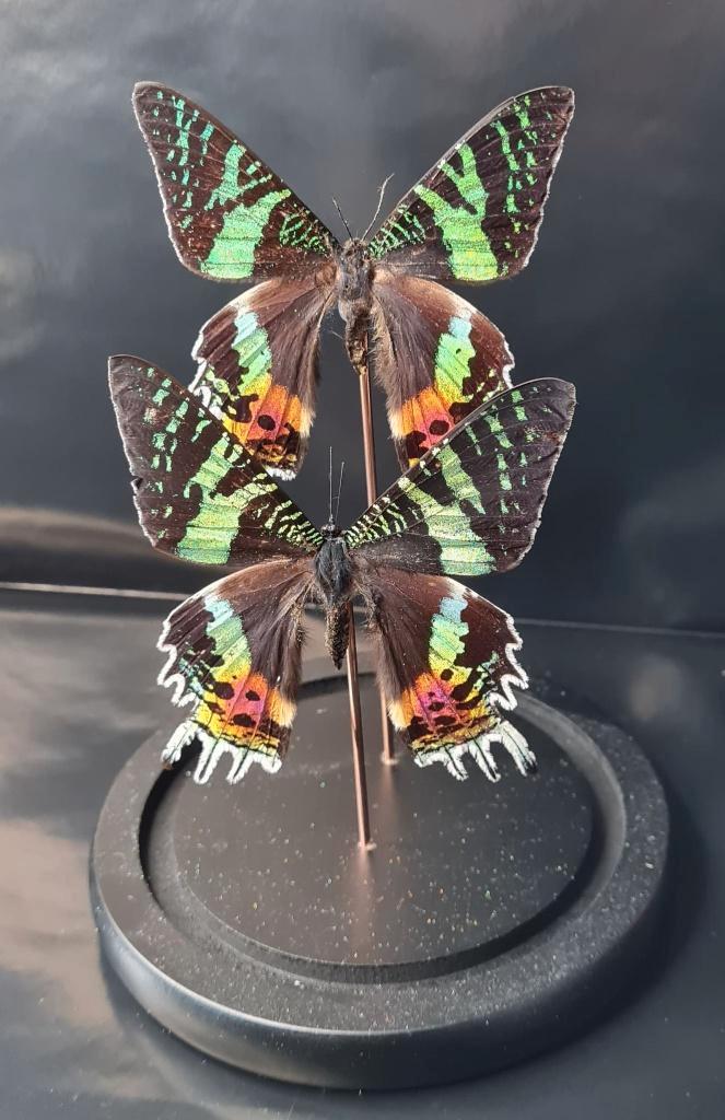 2 VLINDERS CHRYSIRIDIA RHIPHEUS IN STOLP, Verzamelen, Dierenverzamelingen, Nieuw, Opgezet dier, Insect, Ophalen of Verzenden