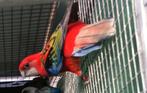 Rosella, Dieren en Toebehoren, Vogels | Parkieten en Papegaaien, Geringd