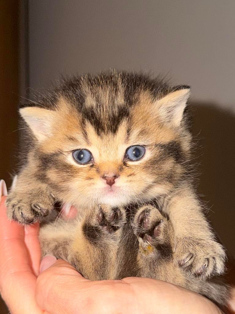 Brits korthaar kittens, Dieren en Toebehoren, Kater, Gechipt, 0 tot 2 jaar