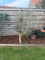 olijfboom, Tuin en Terras, Ophalen, Olijfboom