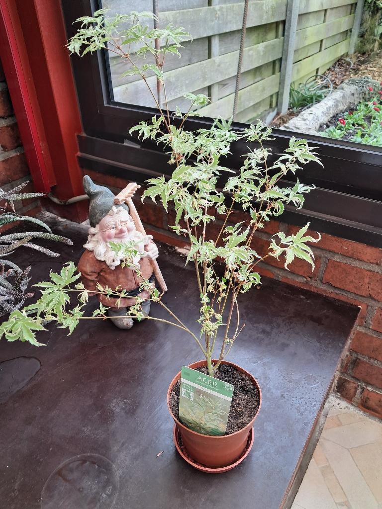 Japanse Esdoorn, Enlèvement, Plante fixe, Autres espèces