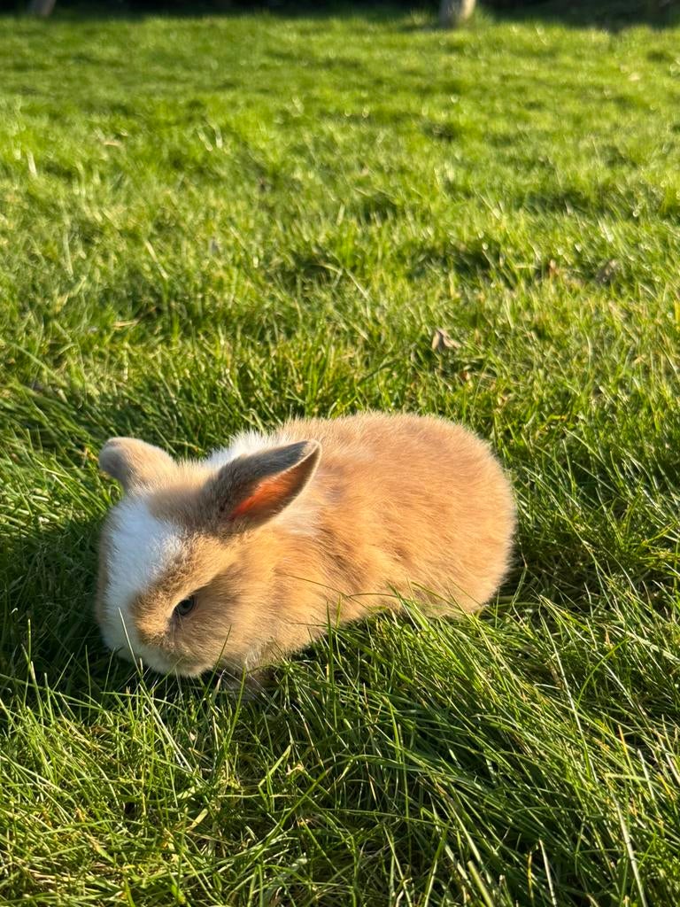 Tam rammetje met blauwe oogjes, Dieren en Toebehoren, Februari, Mannelijk, Overige typen, Tam