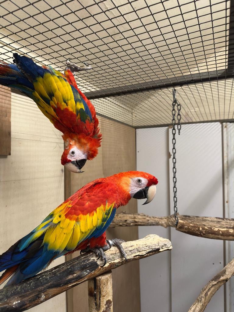 geelvleugel ara's, Femelle, Perroquet