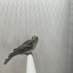 Witstuit edelzanger, Dieren en Toebehoren, Vogels | Overige Vogels