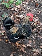 Barnevelder haan, Dieren en Toebehoren, Pluimvee