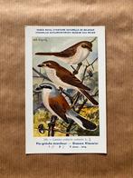 Vogels van België Nr. 176 Grauwe Klauwier, Ophalen of Verzenden, Ongelopen, Vogel