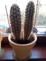 Cactus en pleine forme 26 cm, Cactus, En pot