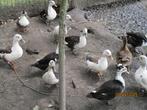 EENDEN, Dieren en Toebehoren, Januari, Meerdere dieren