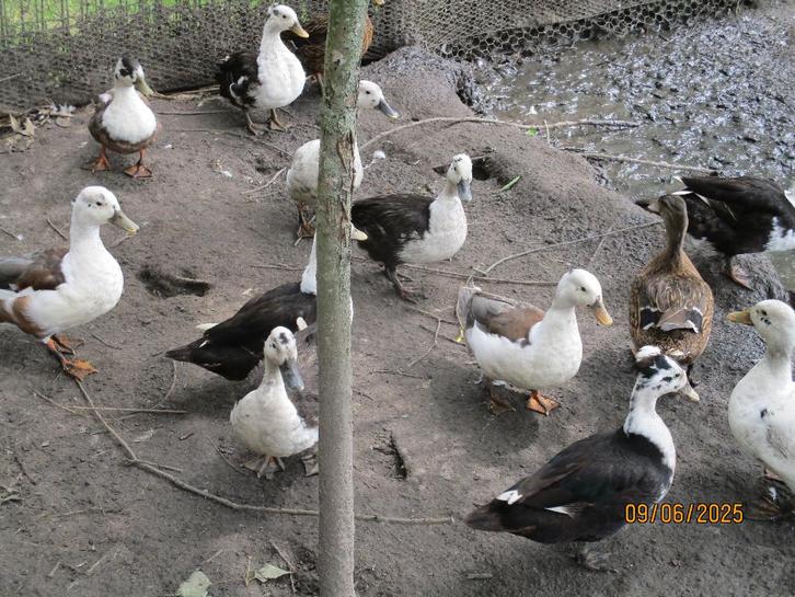 EENDEN, Dieren en Toebehoren, Overige Dieren, Meerdere dieren, Januari